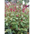 Kép 2/5 - Persicaria amplexicaulis var. pendula – Keserűfű állománya