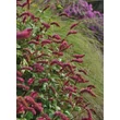 Kép 3/5 - Persicaria amplexicaulis var. pendula – Keserűfű kiültetésben