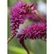Kép 5/5 - Persicaria amplexicaulis var. pendula – Keserűfű virágzata közelről
