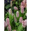 Kép 1/5 - Persicaria bistorta 'Superba' – Kígyógyökerű keserűfű