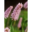 Kép 4/5 - Persicaria bistorta 'Superba' – Kígyógyökerű keserűfű