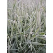 Kép 2/3 - Phalaris arundinacea 'Dwarf Garters' – Csíkos pántlikafű