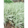 Kép 3/3 - Phalaris arundinacea 'Dwarf Garters' – Csíkos pántlikafű