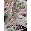 Kép 1/3 - Phalaris arundinacea 'Dwarf Garters' – Csíkos pántlikafű