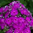 Kép 1/2 - Phlox paniculata Ka-Pow® 'Purple' (syn.: 'Balkapopur') – Bugás lángvirág