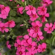 Kép 1/2 - Phlox subulata 'Spring Scarlet' – Árlevelű lángvirág