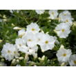 Kép 2/2 - Phlox douglasii 'White Admiral' - Törpe lángvirág (fehér) - képek rendelés vásárlás a Megyeri Szabolcs Kertészeti webáruházban.