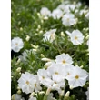 Kép 1/2 - Phlox douglasii 'White Admiral' - Törpe lángvirág (fehér)