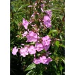 Kép 4/5 - Phlox maculata 'Alpha' - Réti lángvirág