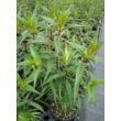 Phlox maculata 'Alpha' - Réti lángvirág