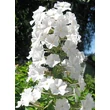 Kép 1/2 - Phlox maculata 'Schneelawine' – Réti lángvirág