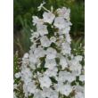 Phlox maculata 'Schneelawine' – Réti lángvirág