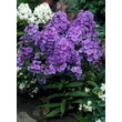 Kép 2/3 - Phlox paniculata 'Amethyst' – Bugás lángvirág