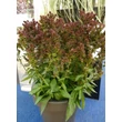 Kép 2/3 - Phlox paniculata 'Blind Lion - Bordó bugás lángvirág