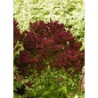 Kép 1/3 - Phlox paniculata 'Blind Lion - Bordó bugás lángvirág