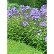 Kép 2/4 - Phlox paniculata 'Blue Paradise' – Bugás lángvirág