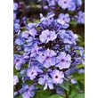 Kép 4/4 - Phlox paniculata 'Blue Paradise' – Bugás lángvirág