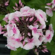 Kép 2/5 - Phlox paniculata 'Bright Eyes' – Bugás lángvirág