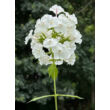Kép 4/5 - Phlox paniculata 'David' - Fehér bugás lángvirág  - képek rendelés vásárlás a Megyeri Szabolcs Kertészeti webáruházban.