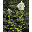 Kép 2/5 - Phlox paniculata 'David' - Fehér bugás lángvirág  - képek rendelés vásárlás a Megyeri Szabolcs Kertészeti webáruházban.