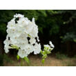 Kép 3/5 - Phlox paniculata 'David' - Fehér bugás lángvirág  - képek rendelés vásárlás a Megyeri Szabolcs Kertészeti webáruházban.
