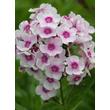 Kép 3/4 - Phlox paniculata 'Europa' – Bugás lángvirág