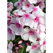 Kép 4/4 - Phlox paniculata 'Europa' – Bugás lángvirág