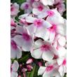 Kép 4/4 - Phlox paniculata 'Europa' – Bugás lángvirág
