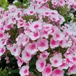 Kép 1/3 - Phlox paniculata Flame® 'Pro Soft Pink' – Bugás lángvirág