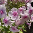 Kép 2/3 - Phlox paniculata Flame® 'Pro Soft Pink' – Bugás lángvirág