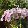 Kép 3/3 - Phlox paniculata Flame® 'Pro Soft Pink' – Bugás lángvirág