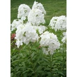 Kép 2/3 - Phlox paniculata 'Fujiyama' – Bugás lángvirág