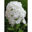 Kép 3/3 - Phlox paniculata 'Fujiyama' – Bugás lángvirág