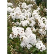 Kép 4/5 - Phlox paniculata 'Popeye' – Bugás lángvirág