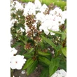 Kép 3/5 - Phlox paniculata 'Popeye' – Bugás lángvirág
