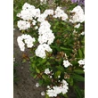 Kép 2/5 - Phlox paniculata 'Popeye' – Bugás lángvirág