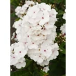 Kép 5/5 - Phlox paniculata 'Popeye' – Bugás lángvirág