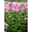 Kép 3/5 - Phlox paniculata 'Sweet Summer Candy' (syn.: 'Compact Rose White') - Bugás lángvirág