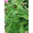 Kép 2/5 - Phlox paniculata 'Sweet Summer Candy' (syn.: 'Compact Rose White') - Bugás lángvirág