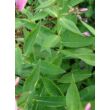 Phlox paniculata 'Sweet Summer Candy' (syn. Compact Rose White) - Bugás lángvirág