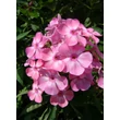 Kép 5/5 - Phlox paniculata 'Sweet Summer Candy' (syn.: 'Compact Rose White') - Bugás lángvirág
