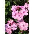 Phlox paniculata 'Sweet Summer Candy' (syn. Compact Rose White) - Bugás lángvirág