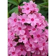 Kép 1/5 - Phlox paniculata 'Sweet Summer Melody' – Bugás lángvirág
