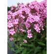 Kép 3/5 - Phlox paniculata 'Sweet Summer Melody' – Bugás lángvirág
