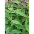 Kép 2/5 - Phlox paniculata 'Sweet Summer Melody' – Bugás lángvirág