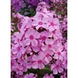 Kép 4/5 - Phlox paniculata 'Sweet Summer Melody' – Bugás lángvirág