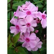 Kép 5/5 - Phlox paniculata 'Sweet Summer Melody' – Bugás lángvirág
