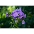 Kép 4/7 - Phlox paniculata 'Sweet Summer Ocean' – Bugás lángvirág