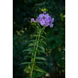 Kép 3/7 - Phlox paniculata 'Sweet Summer Ocean' – Bugás lángvirág