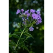 Kép 1/7 - Phlox paniculata 'Sweet Summer Ocean' – Bugás lángvirág